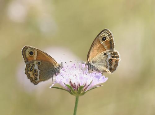 Coenonympha dorus